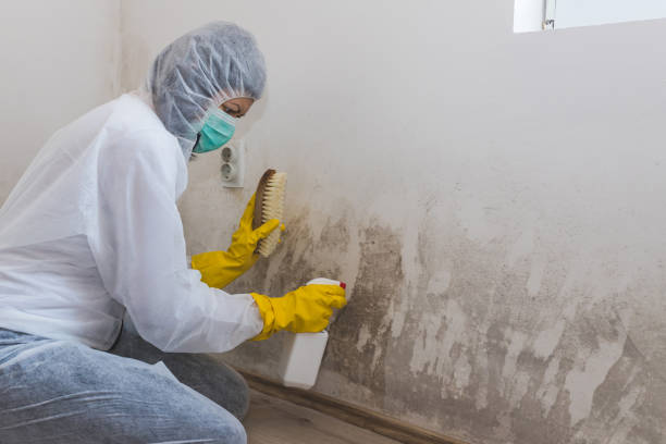Best Certified Mold Removal  in Othello, WA