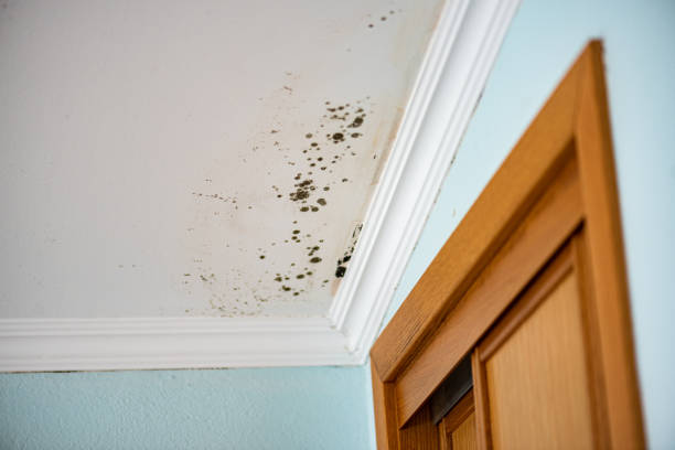 Best Attic Mold Removal  in Othello, WA