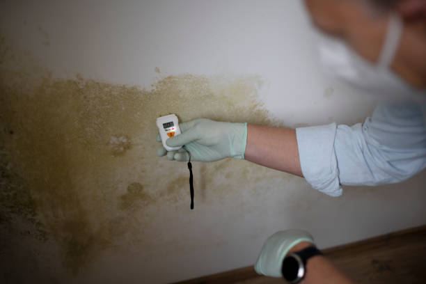 Best Toxic Mold Removal  in Othello, WA
