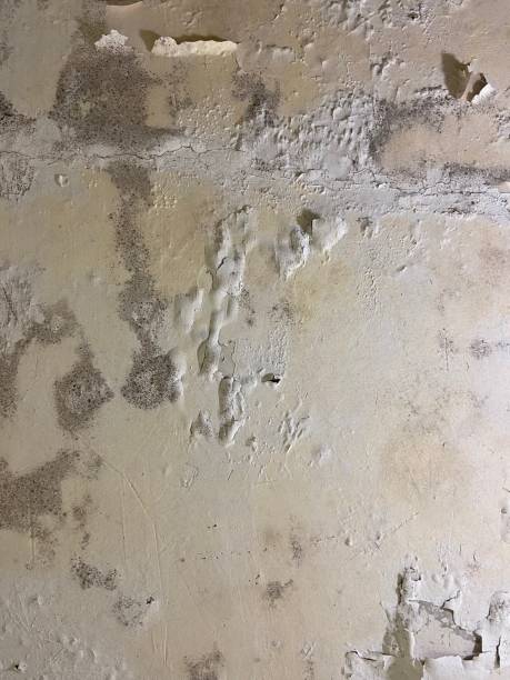 Othello, WA Mold Removal Company