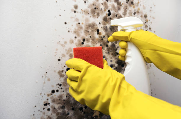 Attic Mold Removal in Othello, WA