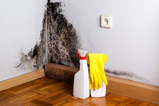 Best Toxic Mold Removal  in Othello, WA